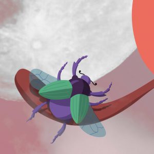 Detail: Illustration einer Fliege